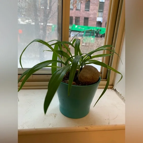 Spider Plant - Picture 9 of 9